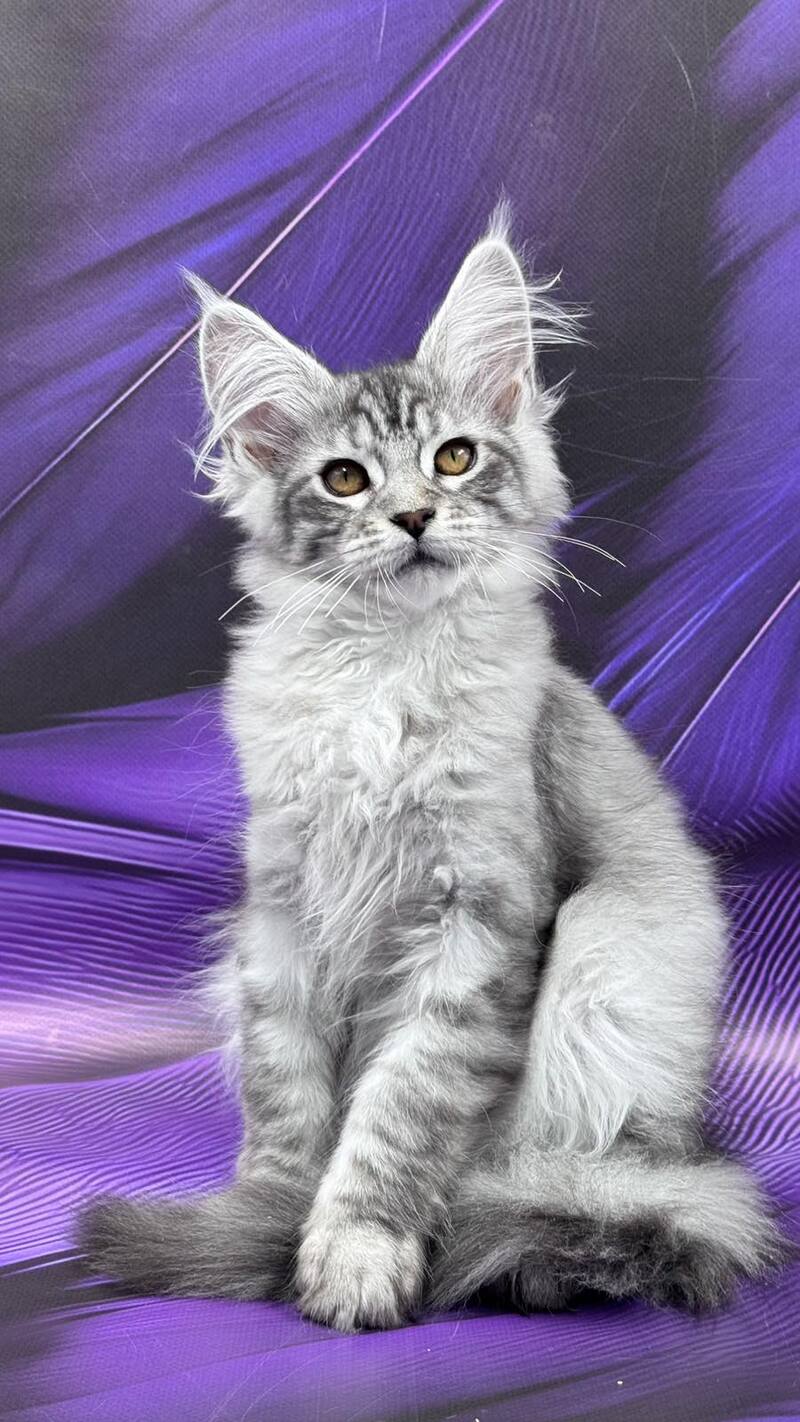 Moncler Maine Coon male, black silver tabby