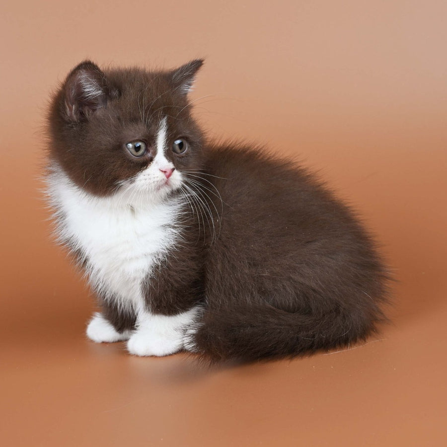 Ivanka Munchkin female, chocolate bicolour