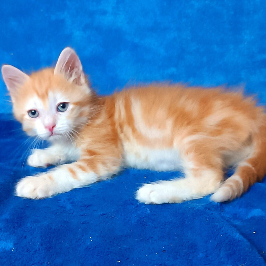 Elizabet Siberian female, red tabby with white