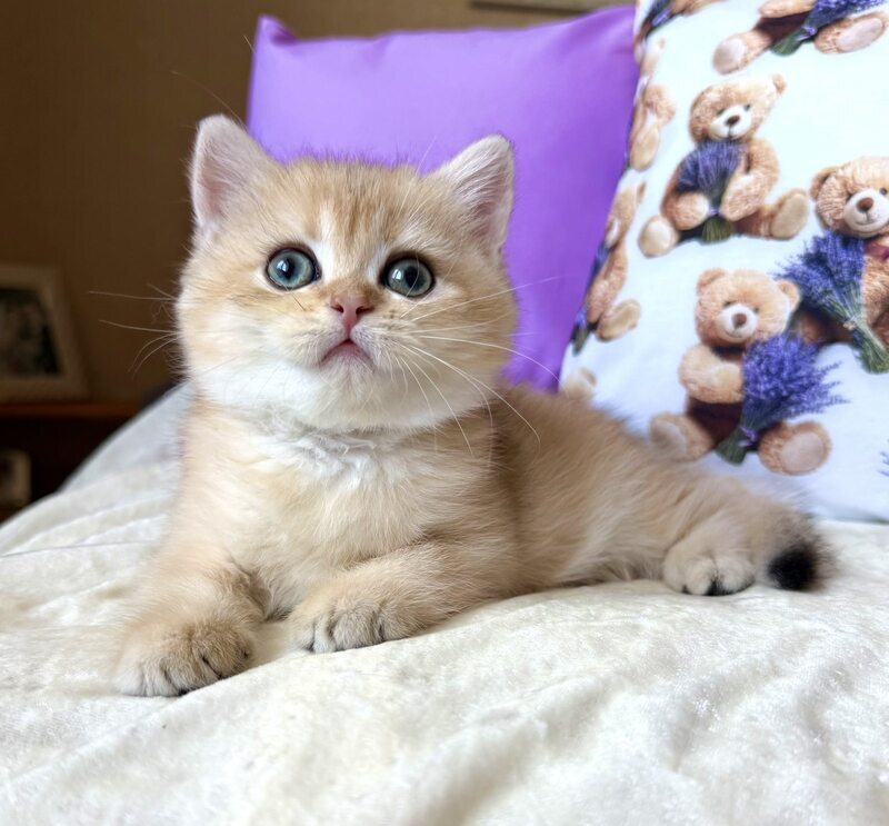 Alina British Shorthair female, black golden chinchilla