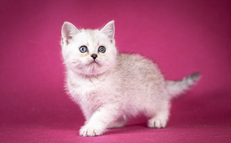 Cameron Scottish Straight male black silver shaded - live animals