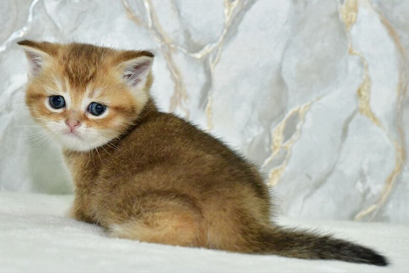 Irakli Scottish Straight male black golden ticked tabby live animals