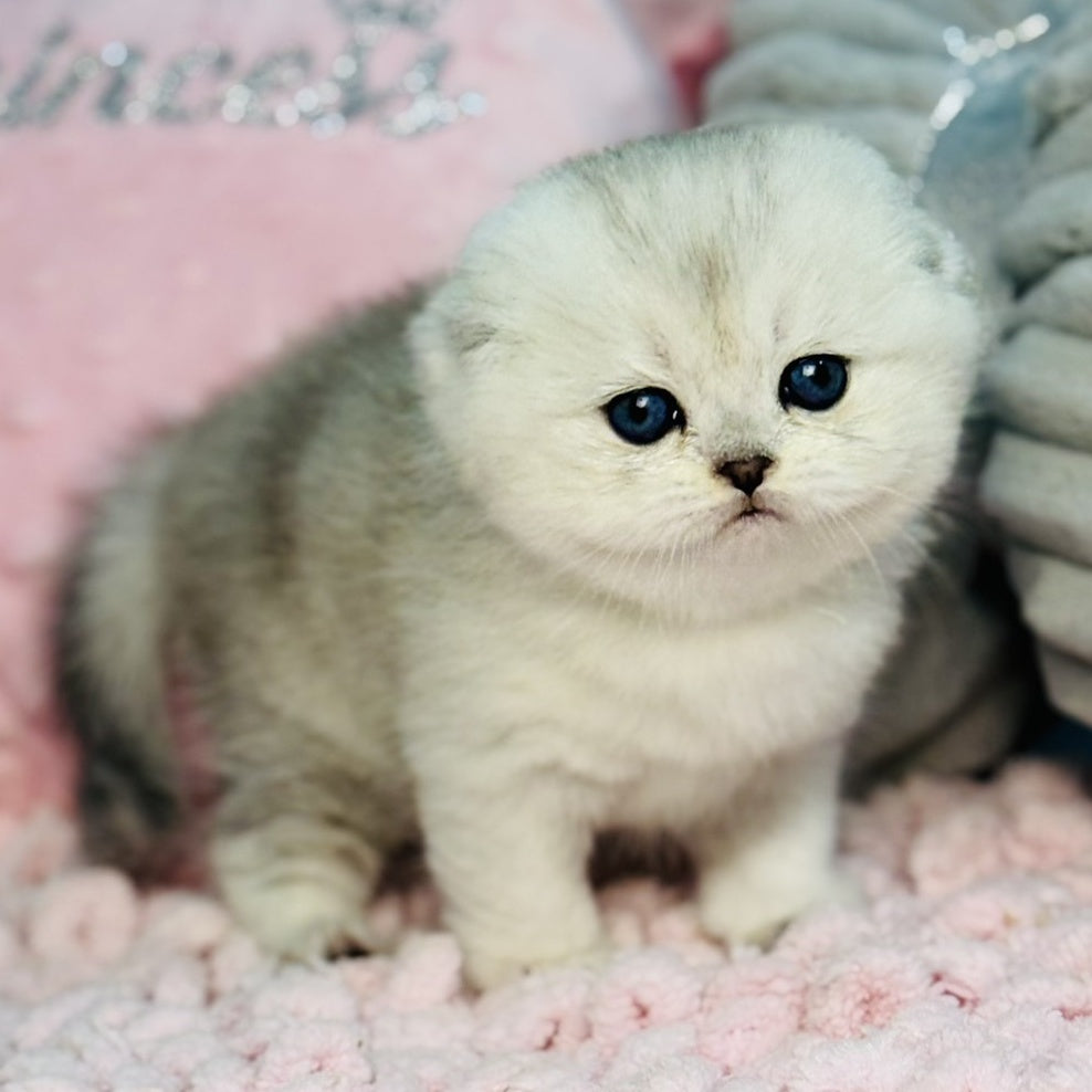 Isabel Scottish Fold female, black silver shaded