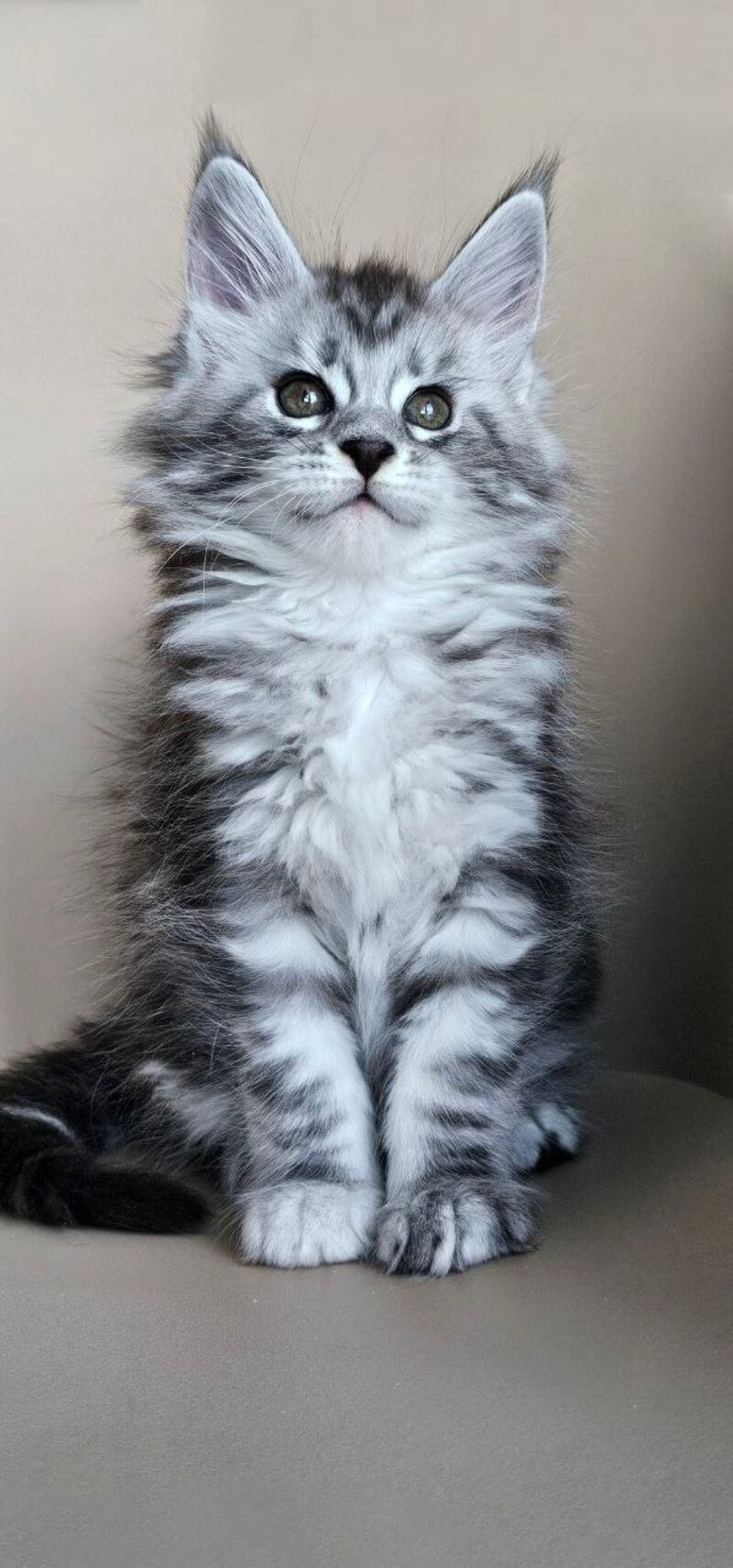 Elisaveta Maine Coon female, black silver tabby