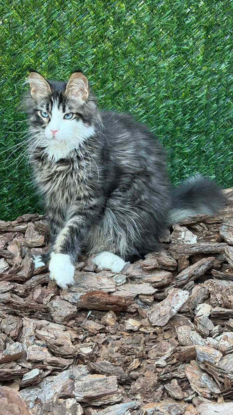 Dior Maine Coon male, black tabby with white