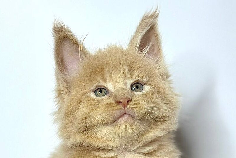 Jovani Maine Coon male cream - live animals