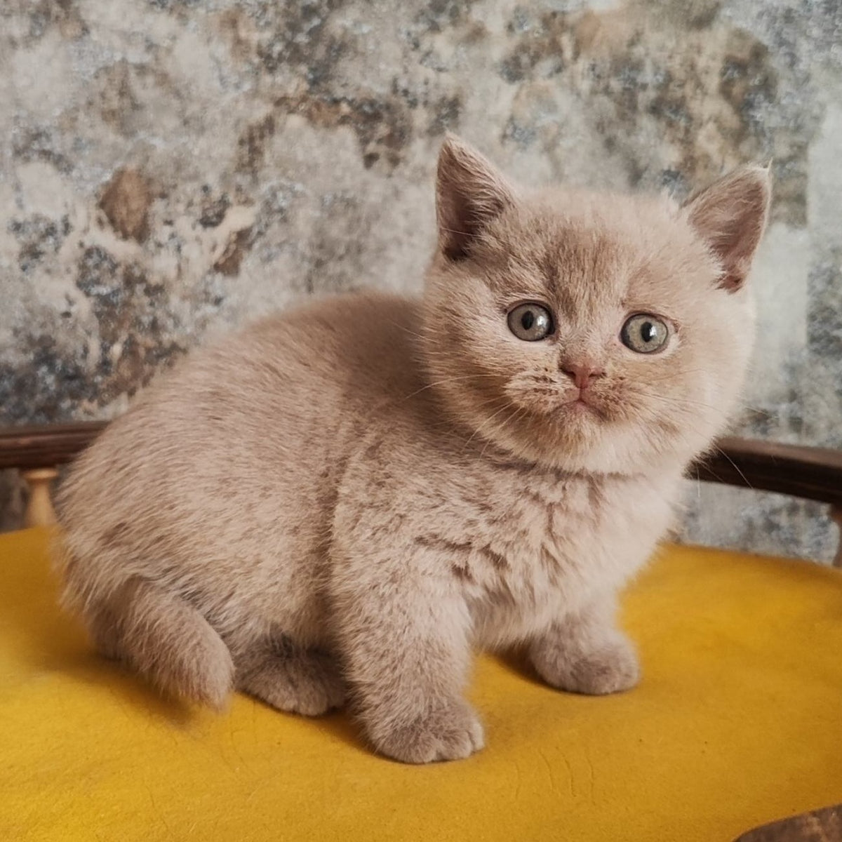 Bounty British Shorthair female, fawn