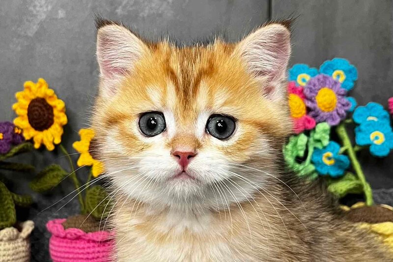 Joker Scottish Straight male black golden spotted tabby live animals