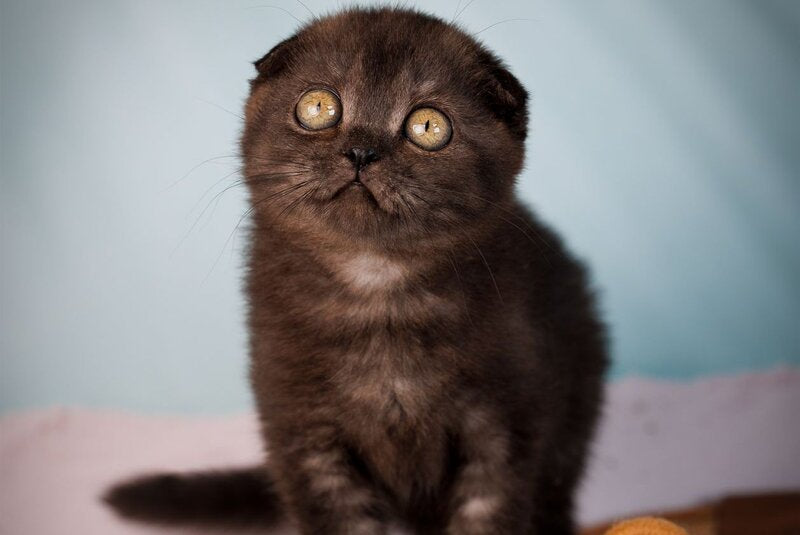 Ursula Scottish Fold female, black silver