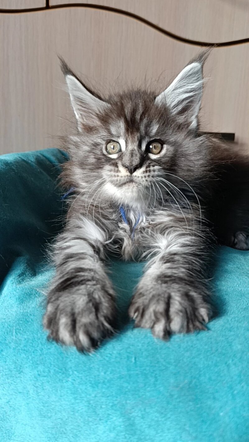 Nilson Maine Coon male black silver tabby live animals