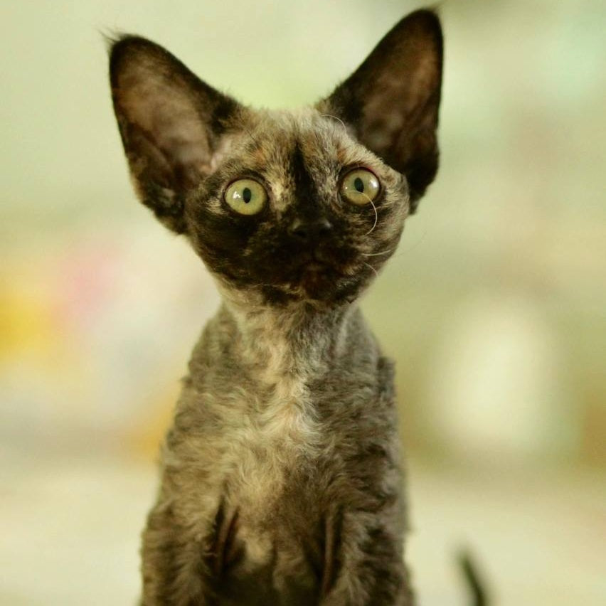 Polly Devon Rex female, black tortie