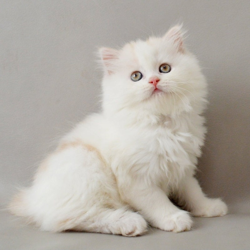 Wasilisa Scottish Straight female, red silver tabby van
