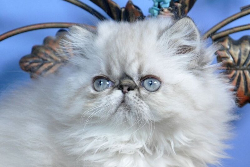 Amur Persian male, seal lynx pointed