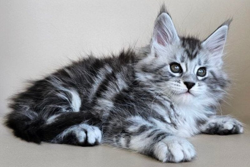 Elisaveta Maine Coon female, black silver tabby