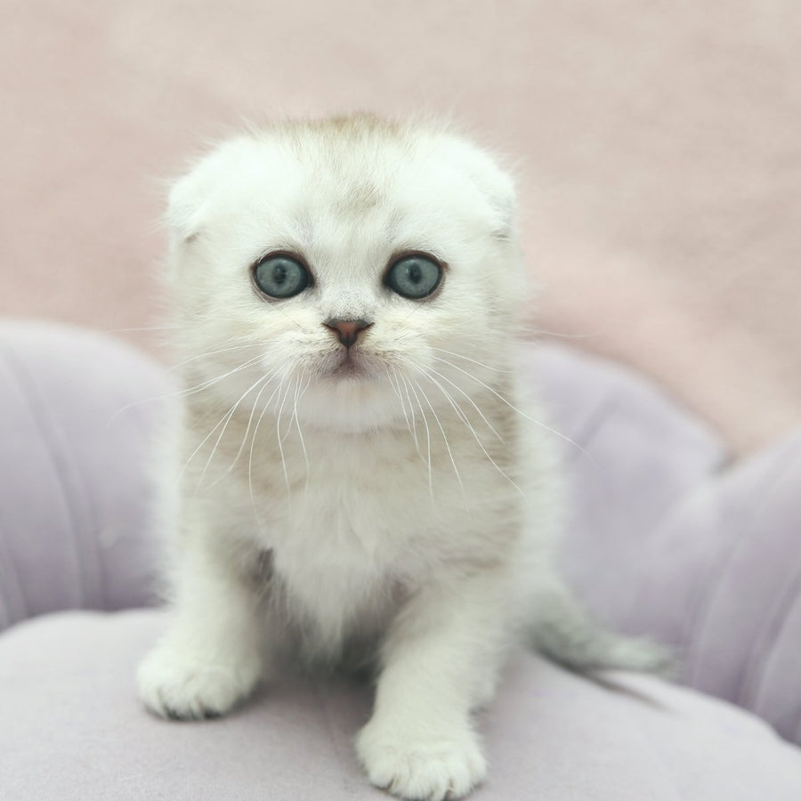 Jeet Scottish Fold male, black silver shaded