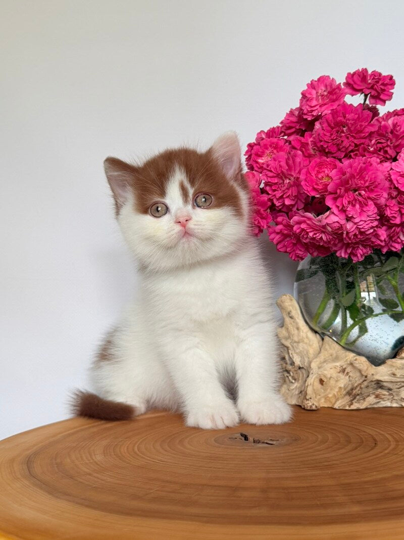 Ferris British Shorthair male, cinnamon harlequin