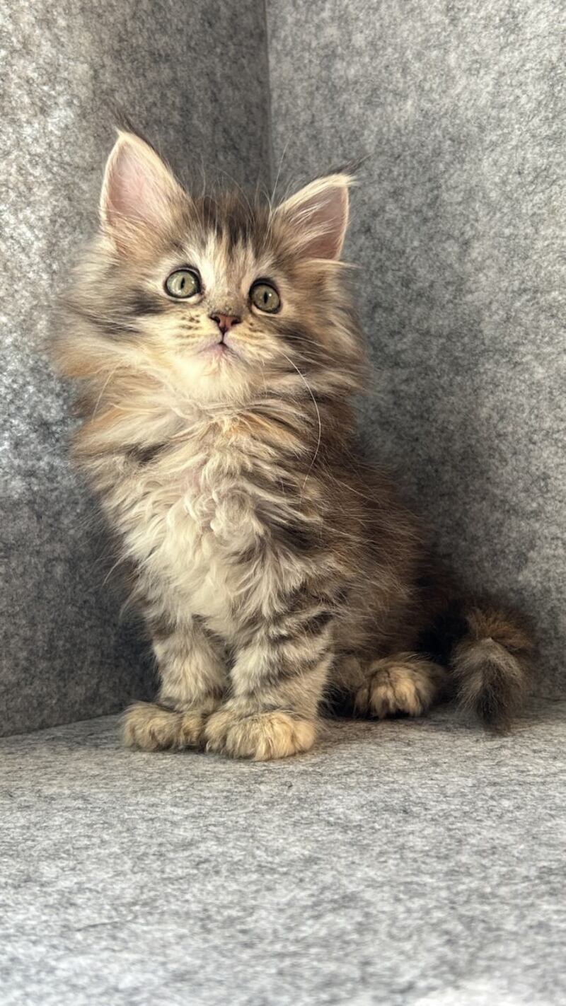 Asol Maine Coon polydactyl female black golden tabby - live animals