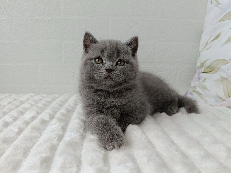 Vincent Scottish Straight male blue - live animals