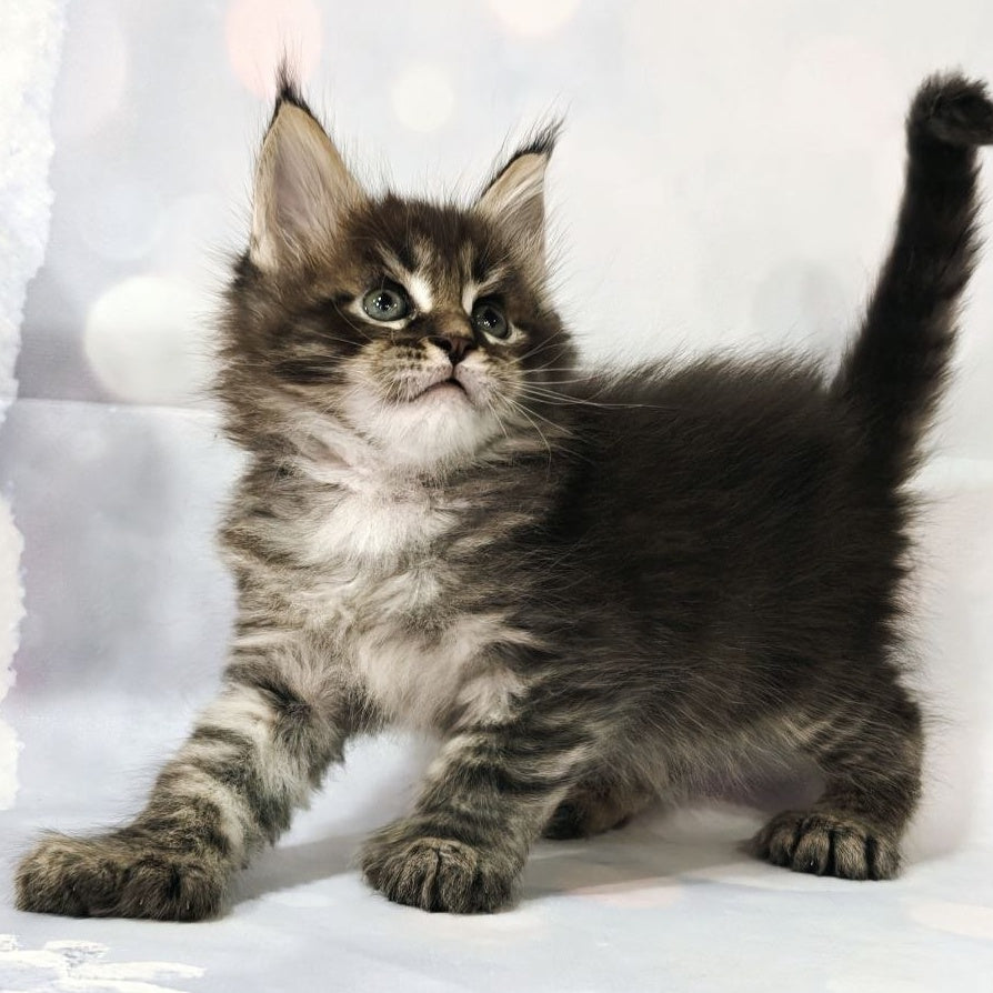 Teddy Maine Coon polydactyl 6x6x6x6 male, black tabby