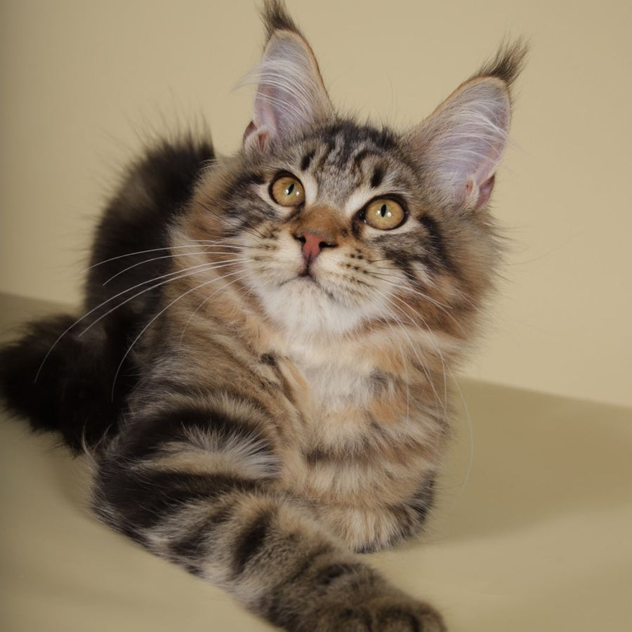 Gella Maine Coon female, black tabby