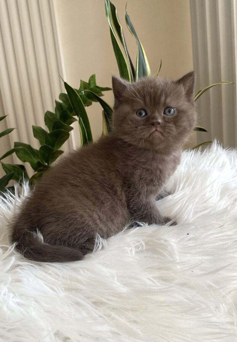 Zefir British Shorthair male chocolate - live animals