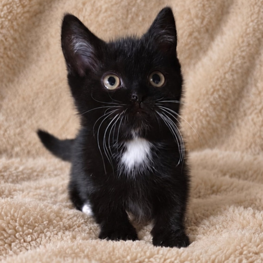 Nuar Munchkin male, black with white