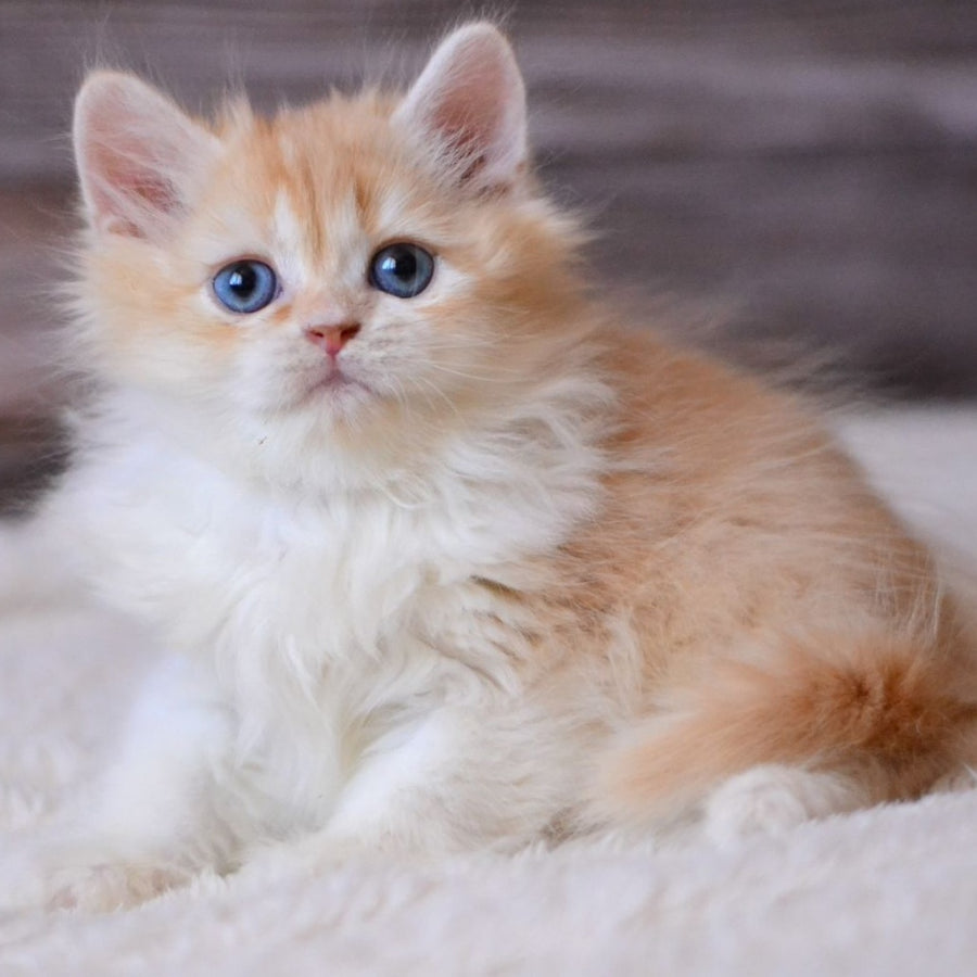 Ian British Longhair male, red ticked tabby bicolour