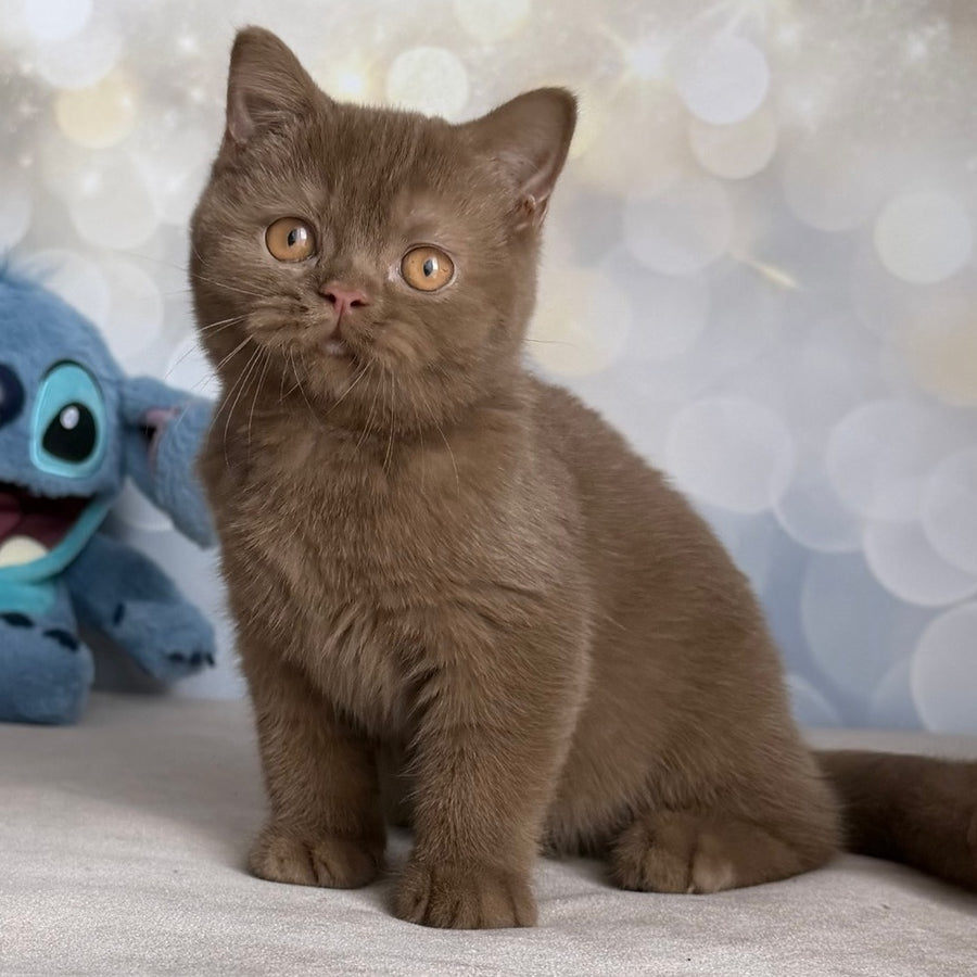 Patrick British Shorthair male, cinnamon