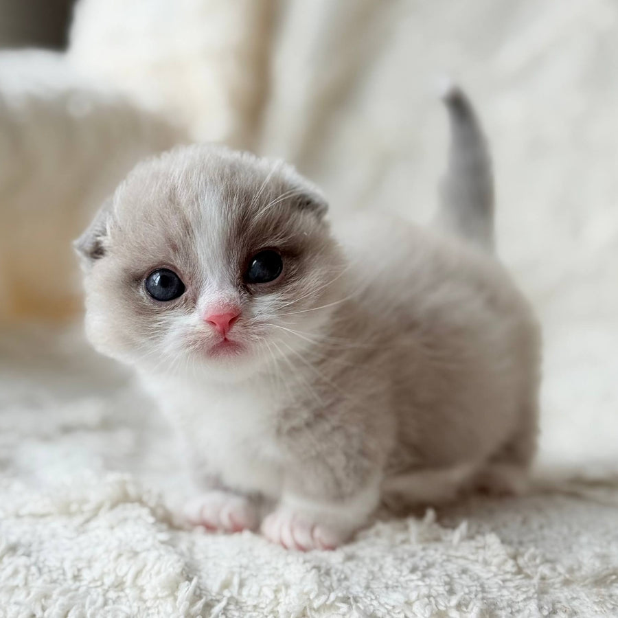 Maurice Munchkin male, lilac bicolour pointed