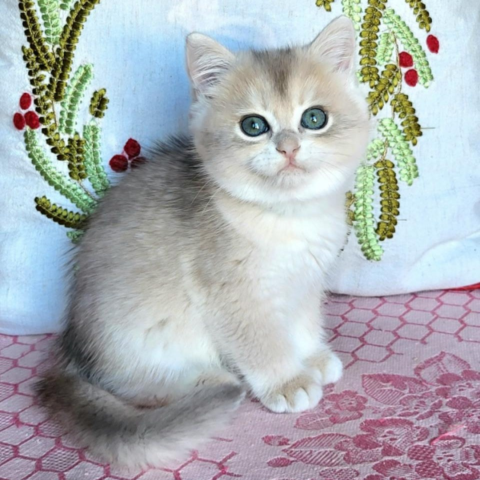 Assol British Shorthair female, blue golden chinchilla
