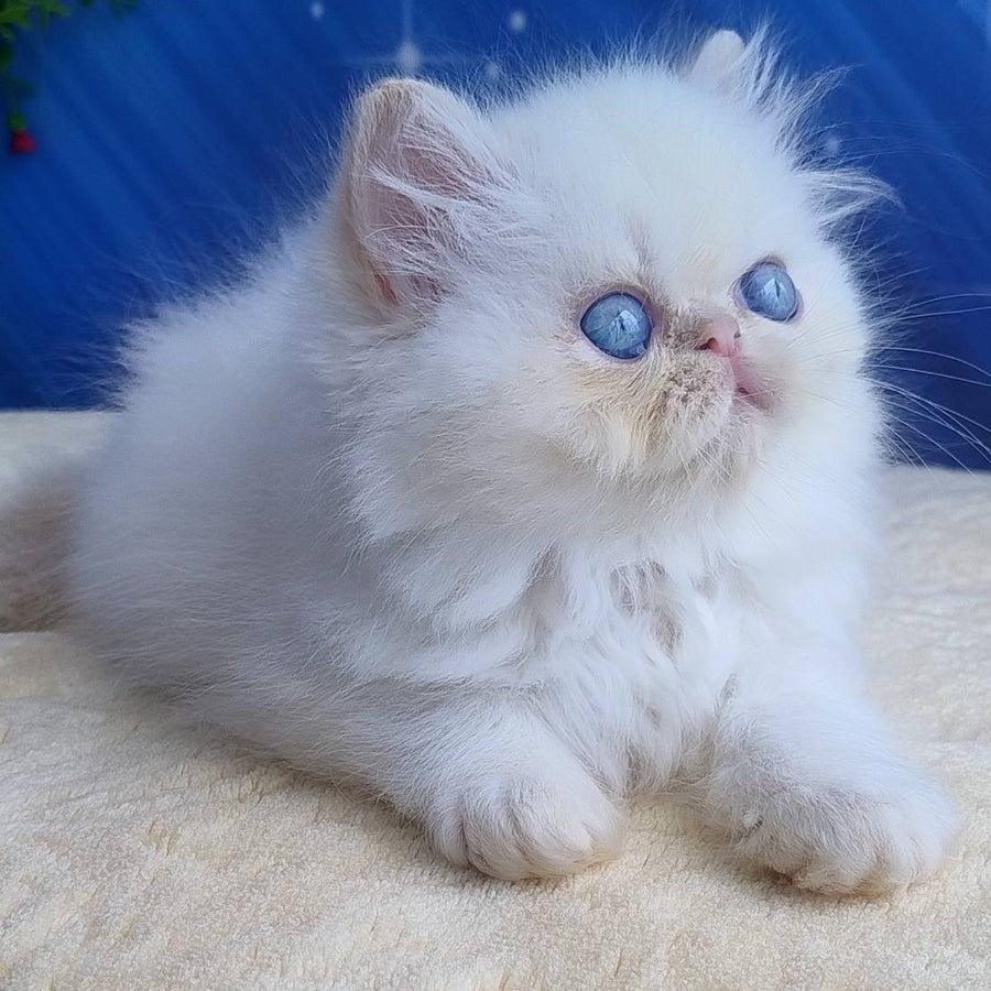 Seila Persian female, cream pointed