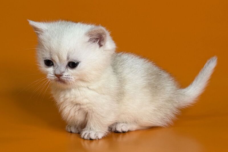 Zynar Munchkin male black silver shaded - live animals