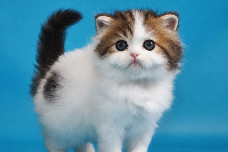 Vesnushka Scottish Straight female black tabby van - live animals