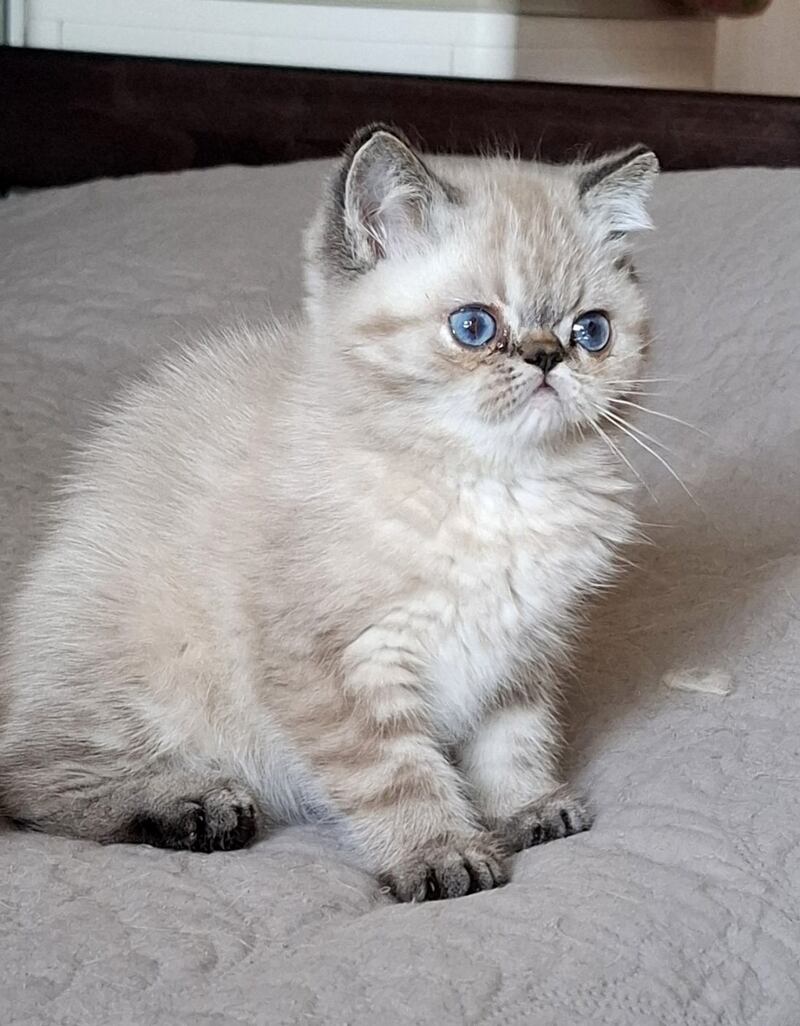 Jery Exotic female black tabby pointed - live animals