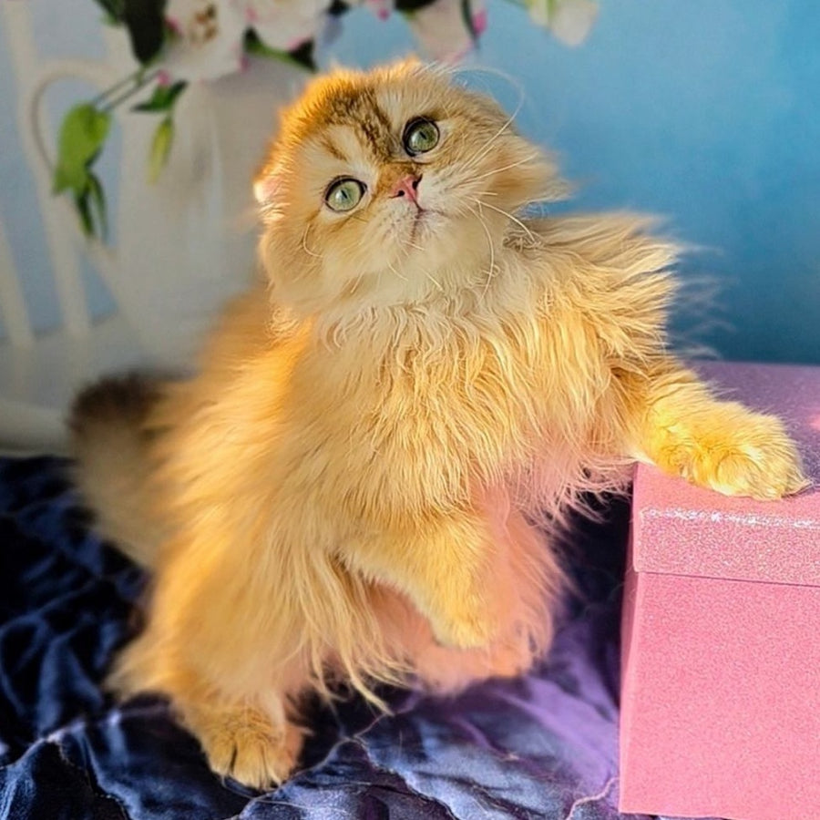 Marcus Scottish Fold male, chocolate golden ticked tabby