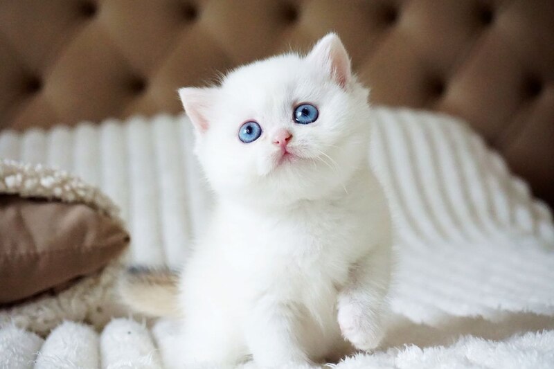 Indigo British Shorthair male, black golden shaded van