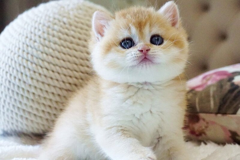 Danica British Shorthair female, black golden chinchilla