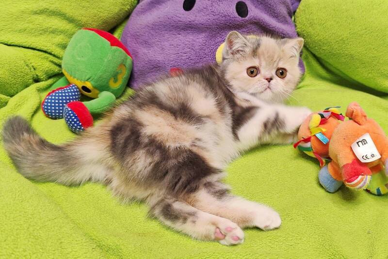 Candy Exotic female, blue tortie tabby bicolour