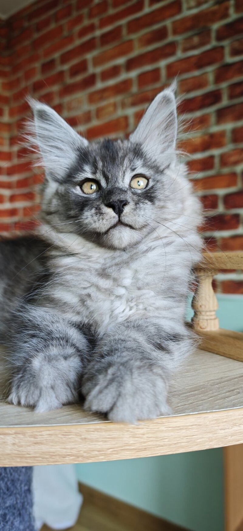 Freya Maine Coon female, black silver