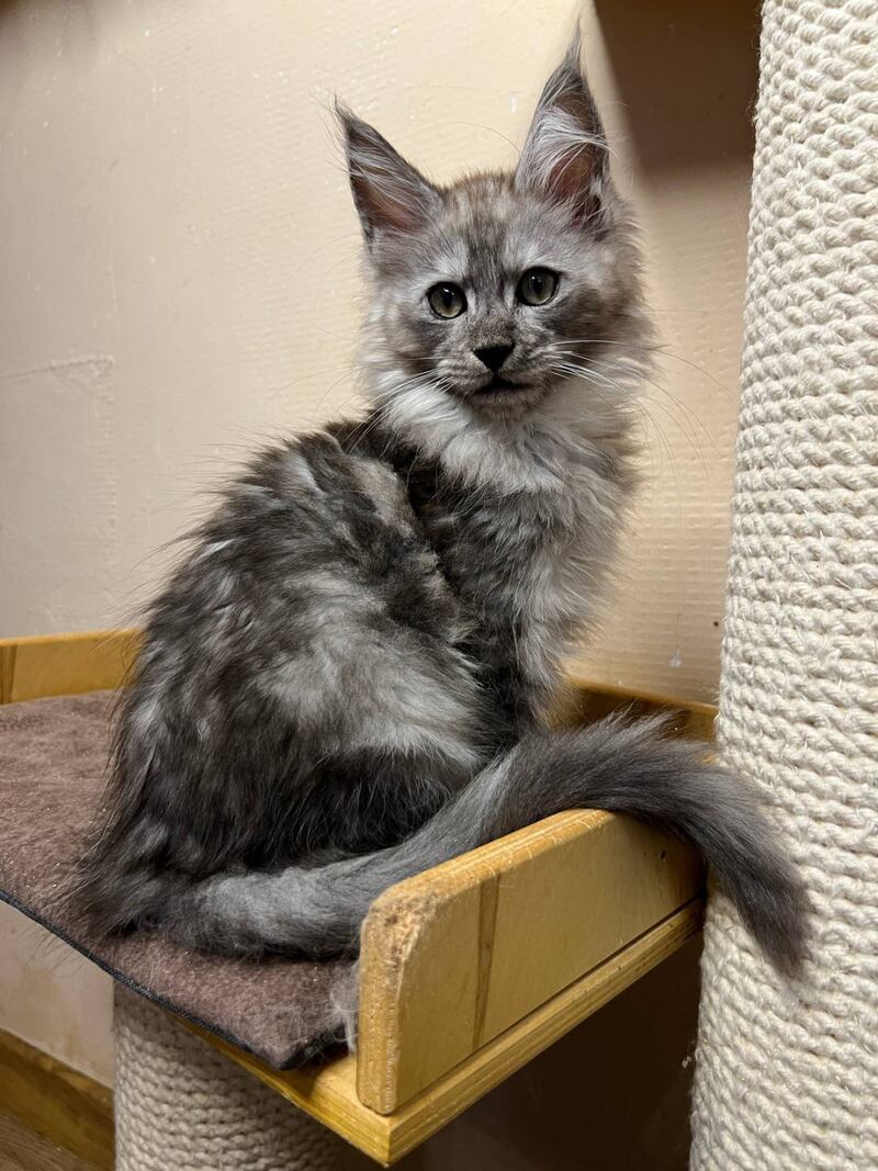 Nemo Maine Coon male black silver - live animals