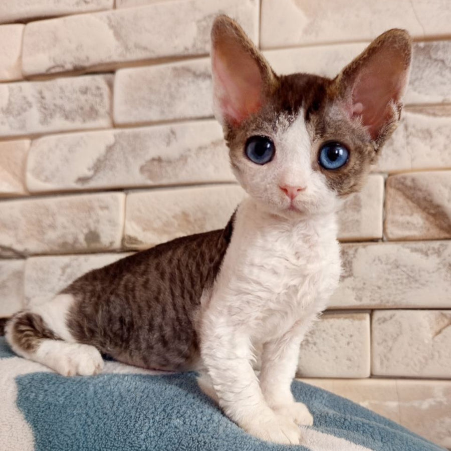 Lotty Devon Rex female, black bicolour tabby