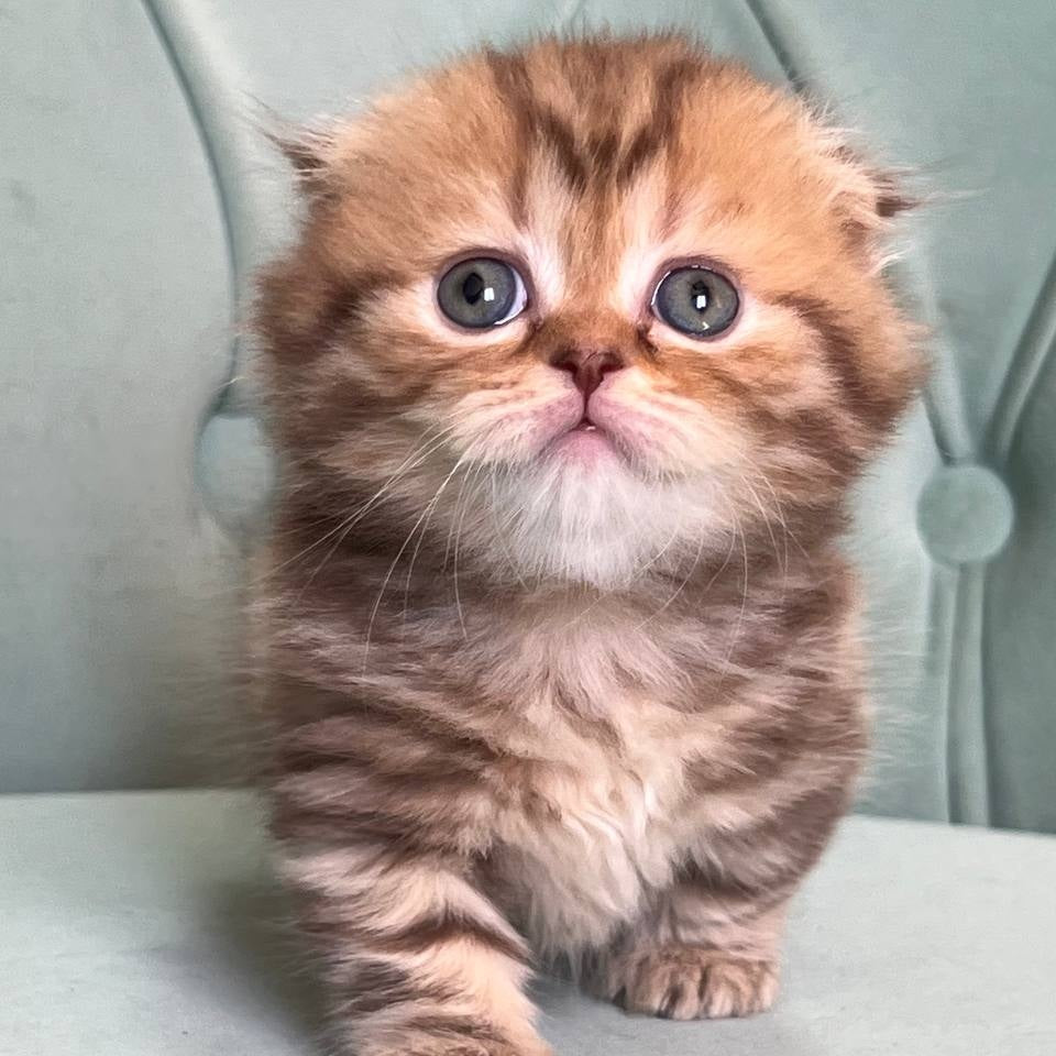 Lika Munchkin female, chocolate tabby
