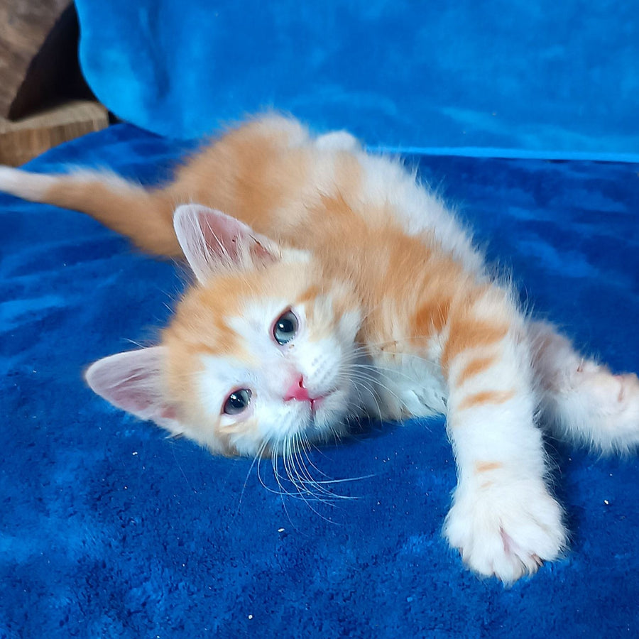 Elizabet Siberian female, red tabby with white
