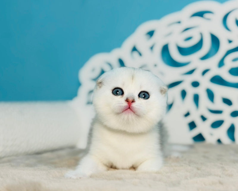 Winny Scottish Fold male black silver chinchilla - live animals