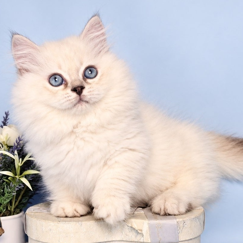 Diana Munchkin female, chocolate silver shaded pointed