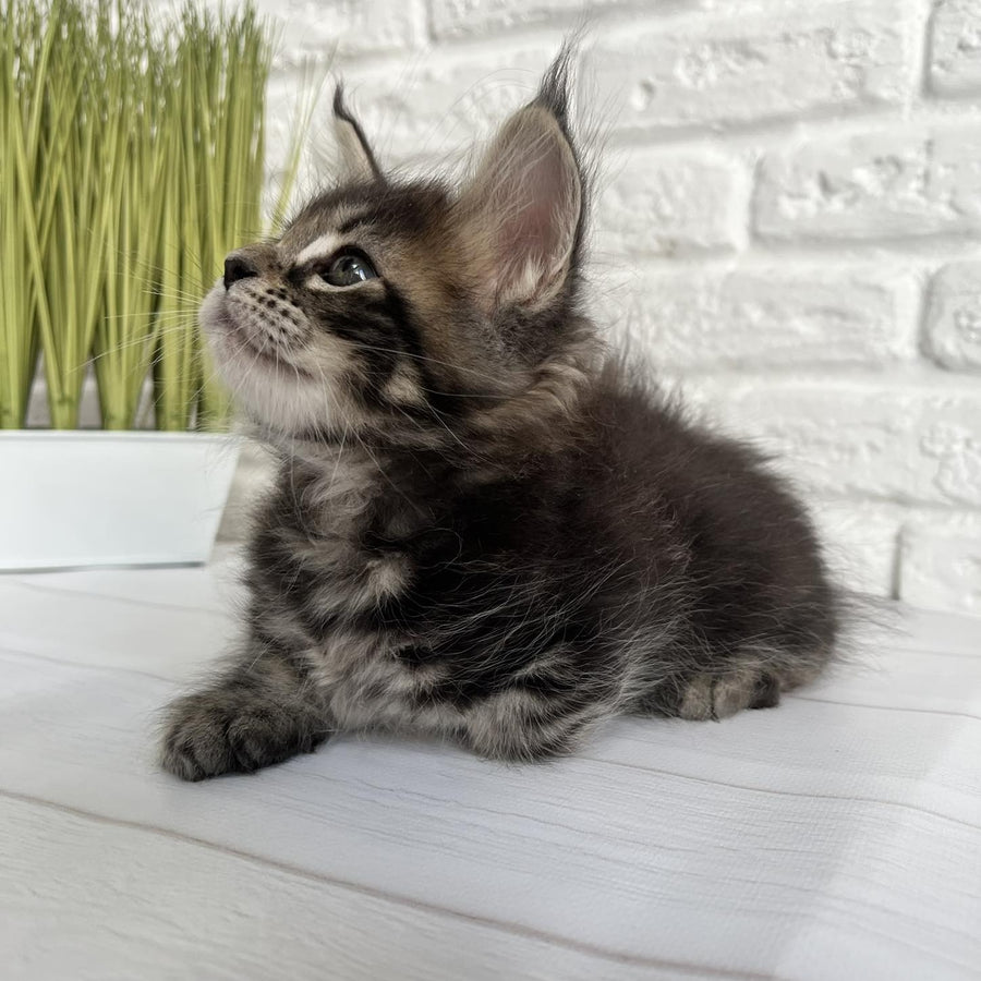 Janny Maine Coon female, black tabby