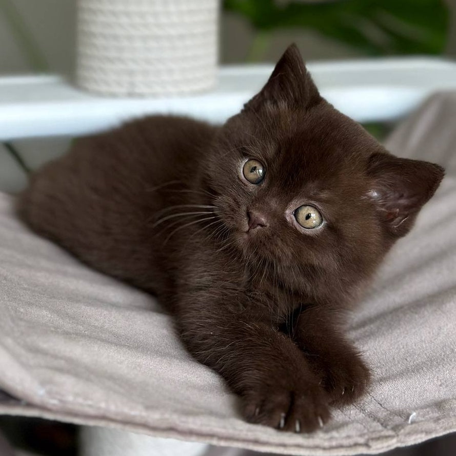 Lousie Scottish Straight male, chocolate