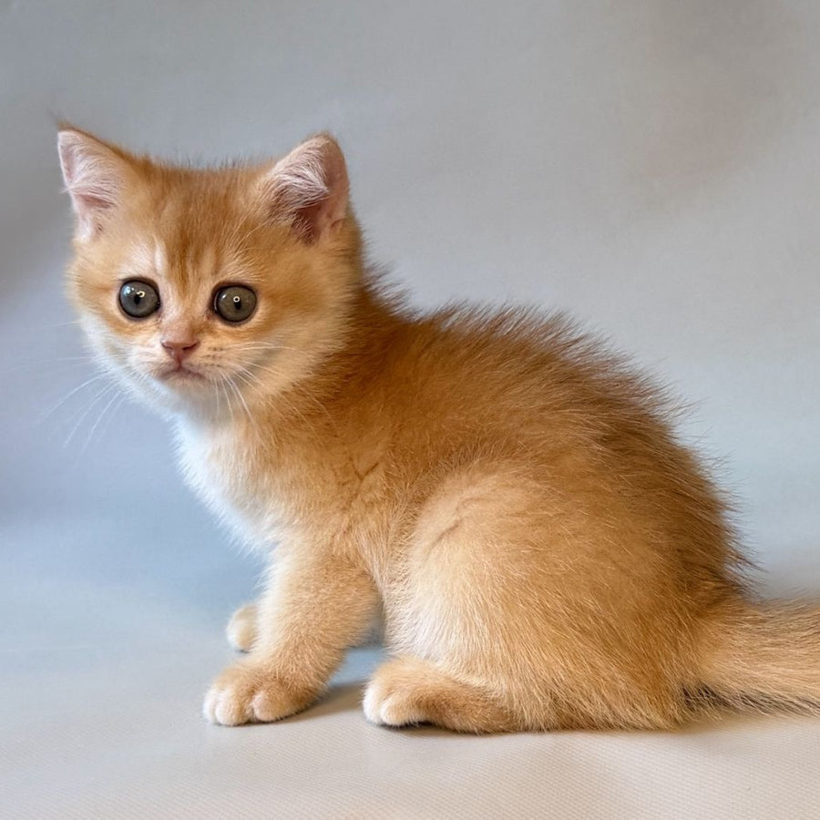 Zazu British Shorthair male, black golden chinchilla