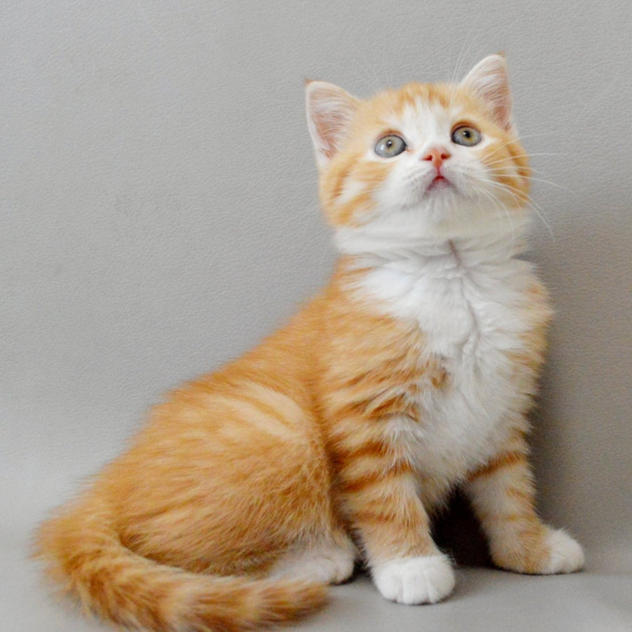 Wilma Scottish Straight female, red spotted tabby bicolour