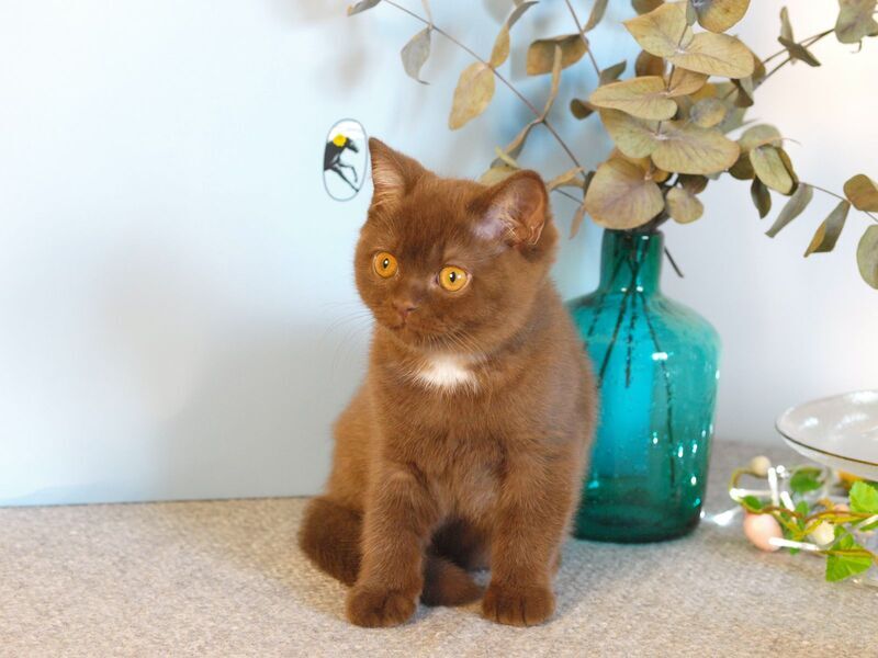 Neo British Shorthair male chocolate - live animals